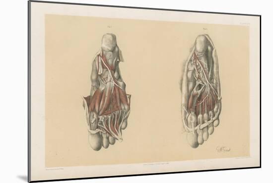 The Lower Limb. Third and Fourth Stages of the Dissection of the Sole of the Foot-G. H. Ford-Mounted Giclee Print