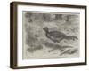 The Lyre Bird, in the Zoological Society's Gardens, Regent's Park-Friedrich Wilhelm Keyl-Framed Giclee Print