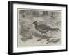 The Lyre Bird, in the Zoological Society's Gardens, Regent's Park-Friedrich Wilhelm Keyl-Framed Giclee Print