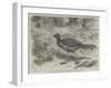 The Lyre Bird, in the Zoological Society's Gardens, Regent's Park-Friedrich Wilhelm Keyl-Framed Giclee Print