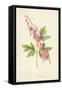 The Lyre Flower-Frederick Edward Hulme-Framed Stretched Canvas