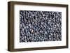 The Macro Shot of Poppy Seeds-jirkaejc-Framed Photographic Print