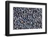 The Macro Shot of Poppy Seeds-jirkaejc-Framed Photographic Print