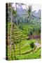 The magnificent Tegallalang Rice Terraces viewed from above in a forest of palm trees.-Greg Johnston-Stretched Canvas