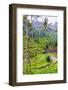 The magnificent Tegallalang Rice Terraces viewed from above in a forest of palm trees.-Greg Johnston-Framed Photographic Print