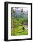 The magnificent Tegallalang Rice Terraces viewed from above in a forest of palm trees.-Greg Johnston-Framed Photographic Print