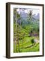 The magnificent Tegallalang Rice Terraces viewed from above in a forest of palm trees.-Greg Johnston-Framed Photographic Print