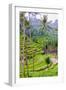 The magnificent Tegallalang Rice Terraces viewed from above in a forest of palm trees.-Greg Johnston-Framed Photographic Print