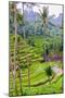The magnificent Tegallalang Rice Terraces viewed from above in a forest of palm trees.-Greg Johnston-Mounted Photographic Print