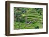 The magnificent Tegallalang Rice Terraces viewed from above in a forest of palm trees.-Greg Johnston-Framed Photographic Print