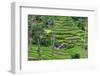 The magnificent Tegallalang Rice Terraces viewed from above in a forest of palm trees.-Greg Johnston-Framed Photographic Print