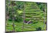 The magnificent Tegallalang Rice Terraces viewed from above in a forest of palm trees.-Greg Johnston-Mounted Photographic Print