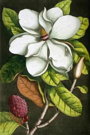 https://imgc.allpostersimages.com/img/posters/the-magnolia-branch_u-L-Q1HMPDT0.jpg?artPerspective=n