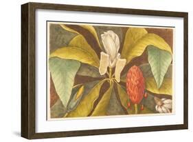 The Magnolia, Plate 68, Vol. 1 from the 'Natural History of Carolina, Florida and the Bahamas'-Mark Catesby-Framed Giclee Print