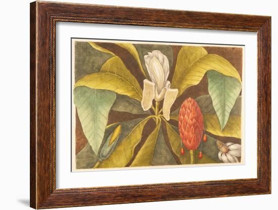 The Magnolia, Plate 68, Vol. 1 from the 'Natural History of Carolina, Florida and the Bahamas'-Mark Catesby-Framed Giclee Print