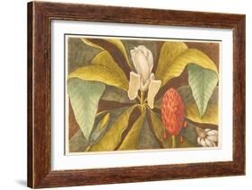 The Magnolia, Plate 68, Vol. 1 from the 'Natural History of Carolina, Florida and the Bahamas'-Mark Catesby-Framed Giclee Print