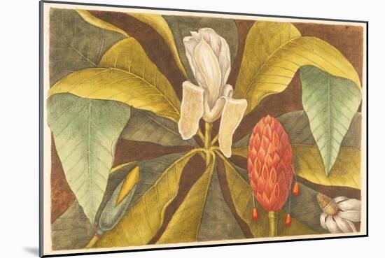 The Magnolia, Plate 68, Vol. 1 from the 'Natural History of Carolina, Florida and the Bahamas'-Mark Catesby-Mounted Giclee Print