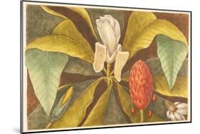 The Magnolia, Plate 68, Vol. 1 from the 'Natural History of Carolina, Florida and the Bahamas'-Mark Catesby-Mounted Giclee Print