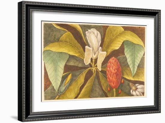 The Magnolia, Plate 68, Vol. 1 from the 'Natural History of Carolina, Florida and the Bahamas'-Mark Catesby-Framed Giclee Print