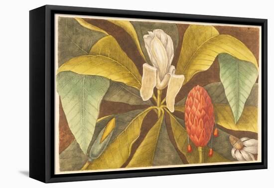 The Magnolia, Plate 68, Vol. 1 from the 'Natural History of Carolina, Florida and the Bahamas'-Mark Catesby-Framed Stretched Canvas