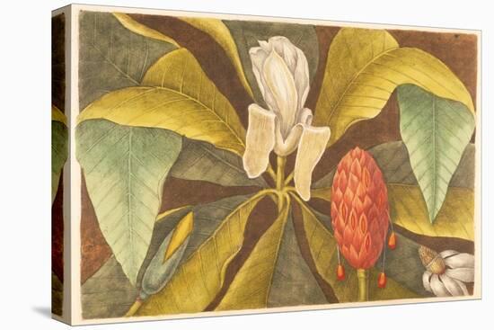 The Magnolia, Plate 68, Vol. 1 from the 'Natural History of Carolina, Florida and the Bahamas'-Mark Catesby-Stretched Canvas
