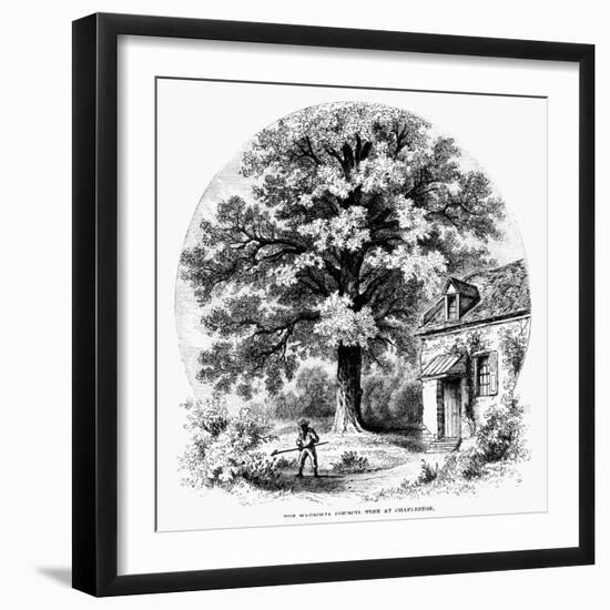 The Magnolia Tree-null-Framed Giclee Print