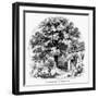 The Magnolia Tree-null-Framed Giclee Print