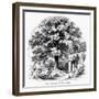 The Magnolia Tree-null-Framed Giclee Print