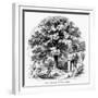 The Magnolia Tree-null-Framed Giclee Print