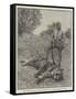 The Maharajah of Tikumgurh, and a Tiger Killed by Him-null-Framed Stretched Canvas