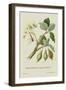 The Mahwhaw Tree of Guzerat-J. Forbes-Framed Art Print