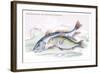 The Maigre and the Bearded Umbrina-Robert Hamilton-Framed Art Print