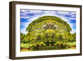 The Majestic Tree-Philippe Sainte-Laudy-Framed Photographic Print