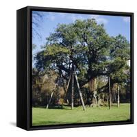 The Major Oak (Robin Hood Tree), Sherwood Forest, Nottinghamshire, England-L Bond-Framed Stretched Canvas