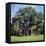 The Major Oak (Robin Hood Tree), Sherwood Forest, Nottinghamshire, England-L Bond-Framed Stretched Canvas