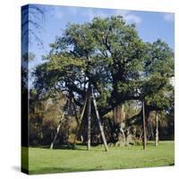 The Major Oak (Robin Hood Tree), Sherwood Forest, Nottinghamshire, England-L Bond-Stretched Canvas