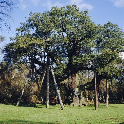 The Major Oak Poster