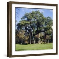 The Major Oak (Robin Hood Tree), Sherwood Forest, Nottinghamshire, England-L Bond-Framed Photographic Print