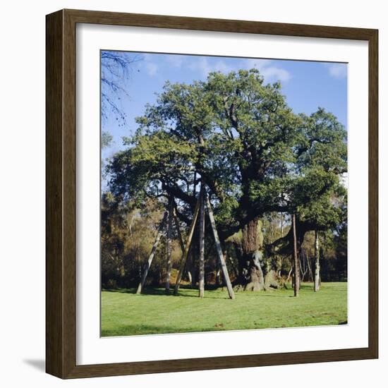 The Major Oak (Robin Hood Tree), Sherwood Forest, Nottinghamshire, England-L Bond-Framed Photographic Print