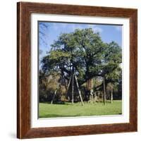 The Major Oak (Robin Hood Tree), Sherwood Forest, Nottinghamshire, England-L Bond-Framed Photographic Print