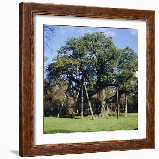 The Major Oak (Robin Hood Tree), Sherwood Forest, Nottinghamshire, England-L Bond-Framed Photographic Print