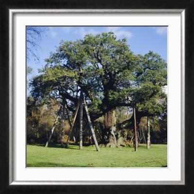 The Major Oak Poster