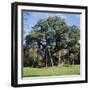 The Major Oak (Robin Hood Tree), Sherwood Forest, Nottinghamshire, England-L Bond-Framed Photographic Print