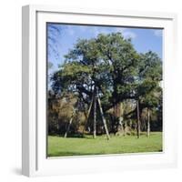 The Major Oak (Robin Hood Tree), Sherwood Forest, Nottinghamshire, England-L Bond-Framed Photographic Print