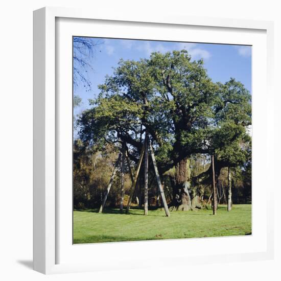 The Major Oak (Robin Hood Tree), Sherwood Forest, Nottinghamshire, England-L Bond-Framed Photographic Print