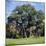 The Major Oak (Robin Hood Tree), Sherwood Forest, Nottinghamshire, England-L Bond-Mounted Photographic Print