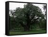 The Major Oak, Sherwood Forest, Nottinghamshire, England, United Kingdom-Jenny Pate-Framed Stretched Canvas