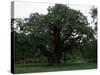 The Major Oak, Sherwood Forest, Nottinghamshire, England, United Kingdom-Jenny Pate-Stretched Canvas