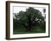 The Major Oak, Sherwood Forest, Nottinghamshire, England, United Kingdom-Jenny Pate-Framed Photographic Print