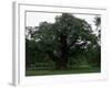 The Major Oak, Sherwood Forest, Nottinghamshire, England, United Kingdom-Jenny Pate-Framed Photographic Print